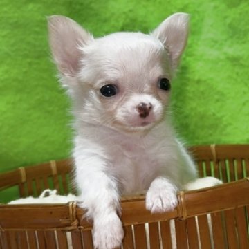 チワワ(ロング)【山口県・男の子・2025年10月31日・ホワイト&クリーム】の写真「✨🎄✨ X'mas ✨🎄スペシャルプライス❤️」
