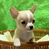 チワワ(スムース)