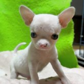 チワワ(スムース)