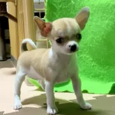 チワワ(スムース)