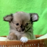 チワワ(ロング)