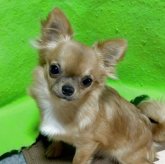 チワワ(ロング)