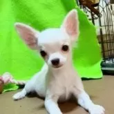 チワワ(ロング)
