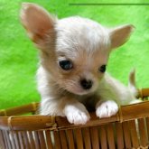 チワワ(ロング)