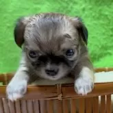 チワワ(ロング)【山口県・女の子・2025年10月27日・セーブル&ホワイト】の写真5