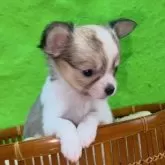 チワワ(ロング)【山口県・女の子・2025年10月27日・セーブル&ホワイト】の写真2