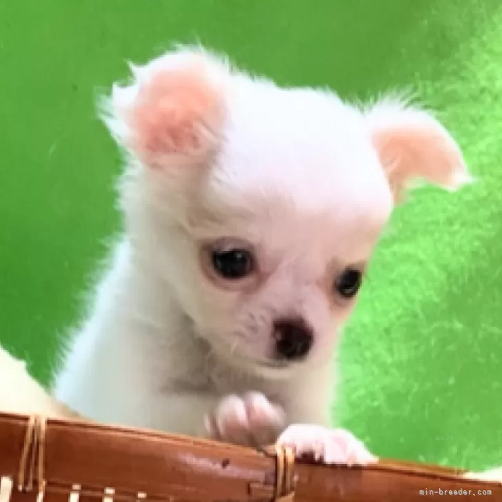 ID：2407-00746の子犬