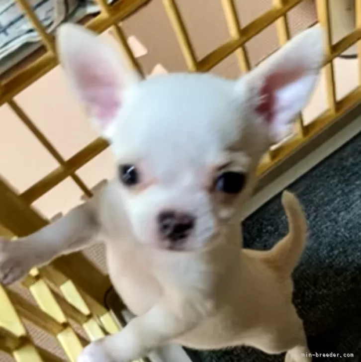 ID:2312-06585の子犬
