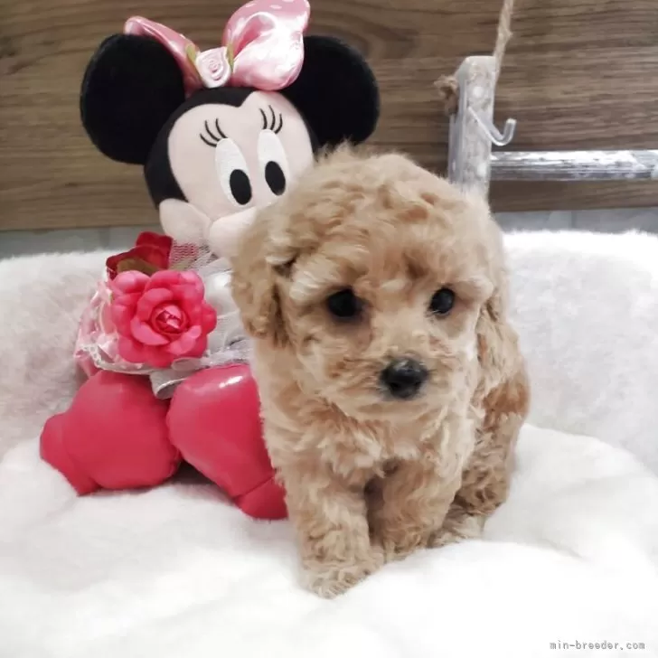 ID:2504-00018の子犬