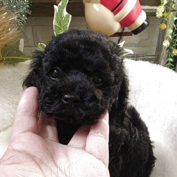 トイプードル(ティーカップ)【兵庫県・男の子・2025年10月24日・ブラック】の写真「綺麗なブラック男の子✨」