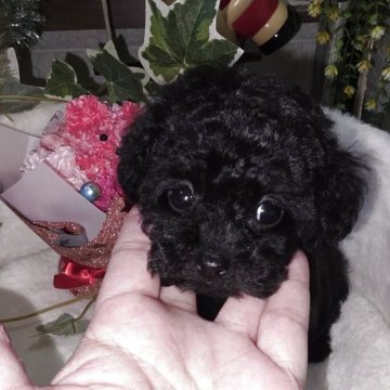 トイプードル(ティーカップ)【兵庫県・女の子・2025年10月24日・ブラック】の写真「小さなブラックの女の子💕」