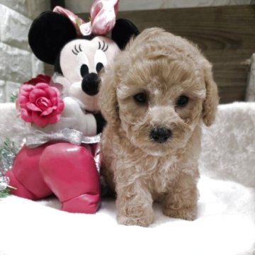 トイプードル(タイニー)【兵庫県・女の子・2025年10月14日・アプリコット(オレンジフォーン)】の写真「マズル短めお目目クリクリ姫」