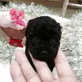 ティーカッププードル