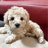 トイプードル