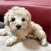 タイニープードル【兵庫県・男の子・2025年10月14日・アプリコット】の写真2「キメ顔✨」