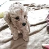 タイニープードル【兵庫県・男の子・2025年10月14日・アプリコット】の写真5「元気Boy🧢」
