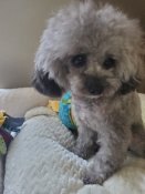 ティーカッププードル【・男の子・2023年2月4日・シルバー(グレー)】「癒し系男子👟」