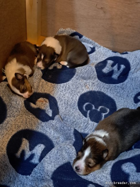 北村　杏奈(きたむら　あんな)ブリーダー(愛知県・シェットランドシープドッグなど・JKC登録)の紹介写真3