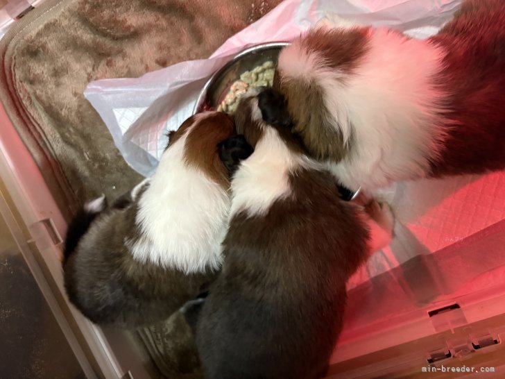 北村杏奈ブリーダーのブログ：離乳食食べ始めました。