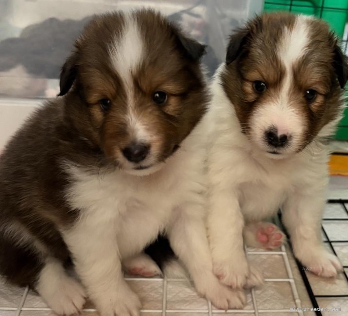 北村杏奈ブリーダーのブログ：大きくなりました