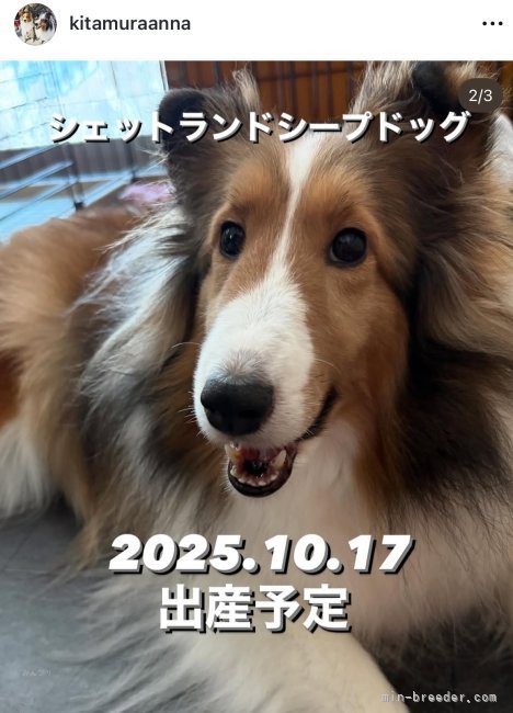 北村杏奈ブリーダーのブログ：ヨークシャーてりあらシェルティの出産後予定日