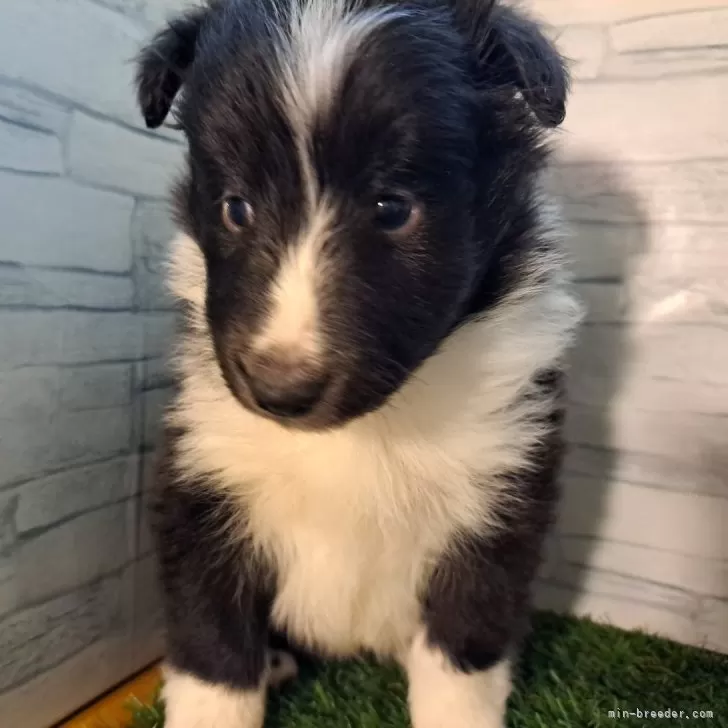 ID:2502-06476の子犬