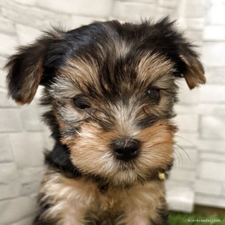 ブリーダー画像