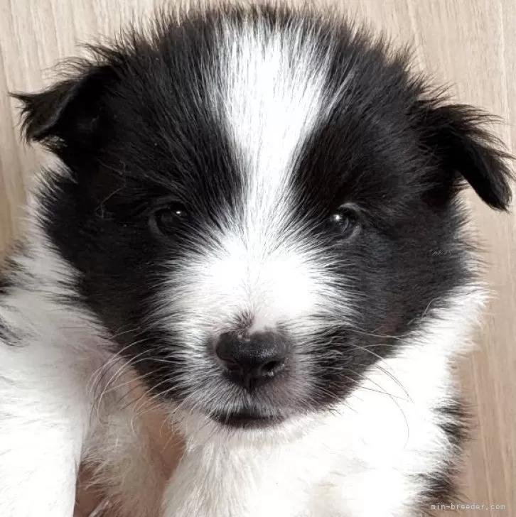 シェットランドシープドッグ【愛知県・男の子・2025年11月10日・バイブラック】の写真1