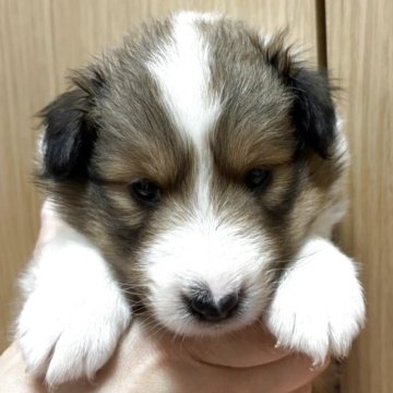 シェットランドシープドッグ【愛知県・女の子・2025年10月15日・セーブル】の写真「フルカラーの派手な子で甘えん坊な女の子」