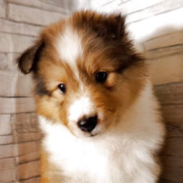 シェットランドシープドッグ【愛知県・女の子・2025年2月3日・セーブル&ホワイト】の写真「姉弟で小さな子。おっとり。4/18血統書名前記載可」