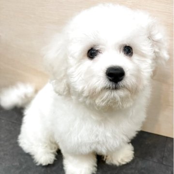 ビションフリーゼ【愛知県・男の子・2025年8月17日・ホワイト】の写真「とてもフレンドリーで人懐こい可愛い子です♪」