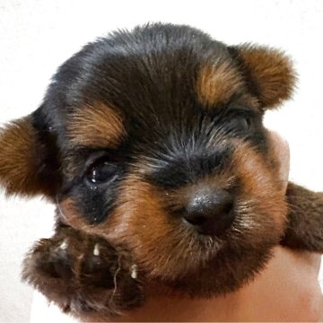 ヨークシャーテリア【愛知県・女の子・2025年10月7日・スチールブルー&タン】の写真「兄妹の中で1番小さくお顔がかわいい女の子♪」