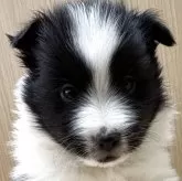 シェットランドシープドッグ