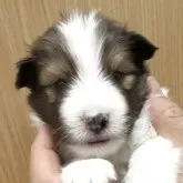 シェットランドシープドッグ