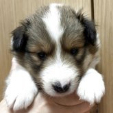 シェットランドシープドッグ