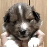 シェットランドシープドッグ