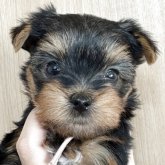 ヨークシャーテリア