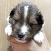 シェットランドシープドッグ