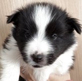 シェットランドシープドッグ