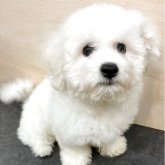 ビションフリーゼ