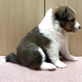 シェットランドシープドッグ【愛知県・女の子・2025年10月15日・セーブル】の写真2