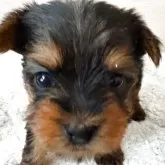 ヨークシャーテリア【愛知県・女の子・2025年10月7日・スチールブルー&タン】の写真3