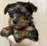 ヨークシャーテリア【愛知県・女の子・2025年10月7日・スチールブルー&タン】の写真6