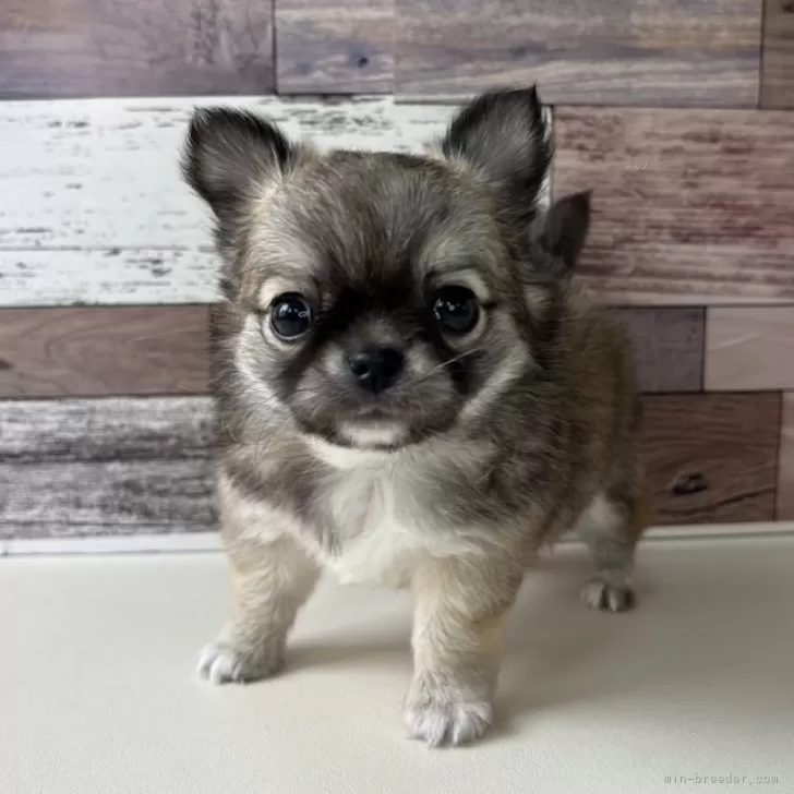 ID：2503-06714の子犬