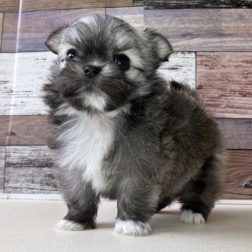 チワマル(チワワ×マルチーズ)【愛知県・女の子・2025年10月9日・レッド&ホワイト】の写真「とっても甘えん坊な可愛い女の子です🎵」