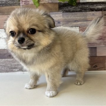 チワワ(ロング)【愛知県・男の子・2025年8月12日・フォーン&ホワイト】の写真「好奇心旺盛なとっても可愛い男の子です🎵」