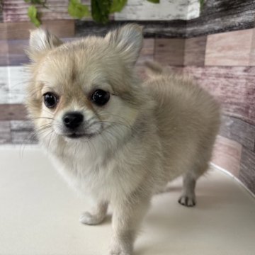 チワワ(ロング)【愛知県・女の子・2025年2月2日・フォーン&ホワイト】の写真「遊ぶの大好きなとっても可愛い女の子です🎵」