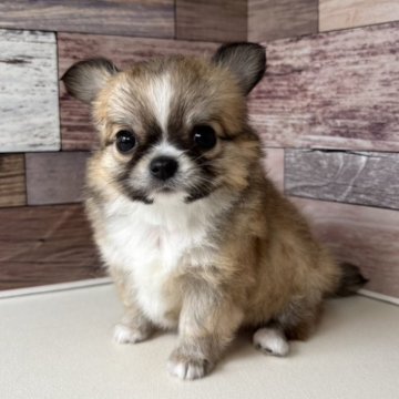 チワワ(ロング)【愛知県・男の子・2025年2月2日・レッド&ホワイト】の写真「とっても甘えん坊な可愛い男の子です🎵」