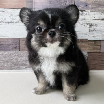 チワワ(ロング)【愛知県・男の子・2025年8月12日・ブラックタン&ホワイト】の写真「とっても甘えん坊な可愛い男の子です🎵」