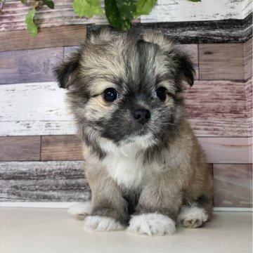 チワマル(チワワ×マルチーズ)【愛知県・女の子・2025年10月9日・レッド&ホワイト】の写真「おっとりした性格のとっても可愛い女の子です🎵」